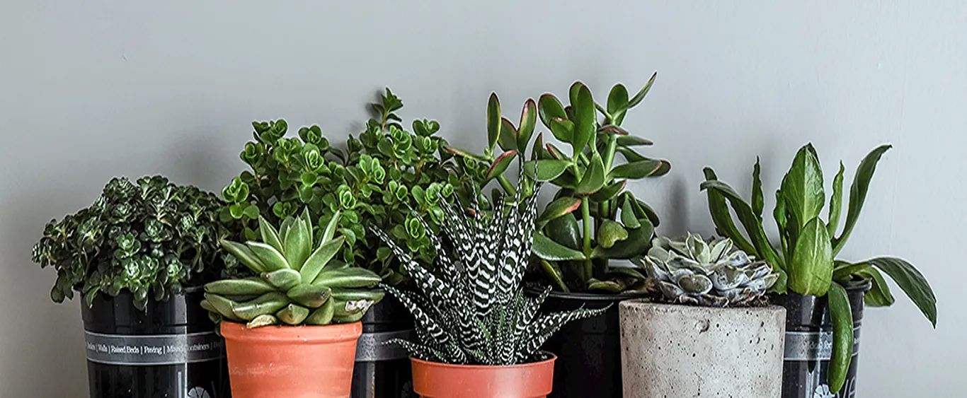 Let Your House Breathe with Indoor Plants